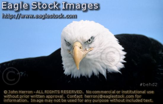 Photo of Bald Eagle image, clip-art, picture - BEHD2